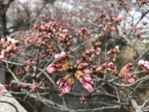 4月1日　つぼみがぷっくり