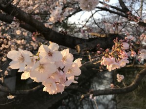 4月4日　　7分咲きくらいでしょうか